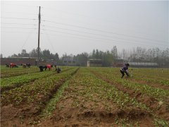 土壤養(yǎng)分速測(cè)儀的速測(cè)方法是什么？