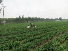 土壤墑情監(jiān)測(cè)儀是怎樣進(jìn)行在線監(jiān)測(cè)的