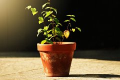 盆土是否缺水？7種方法判斷
